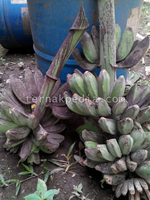 Sarang Burung Liar di Pohon Pisang Ternakpedia