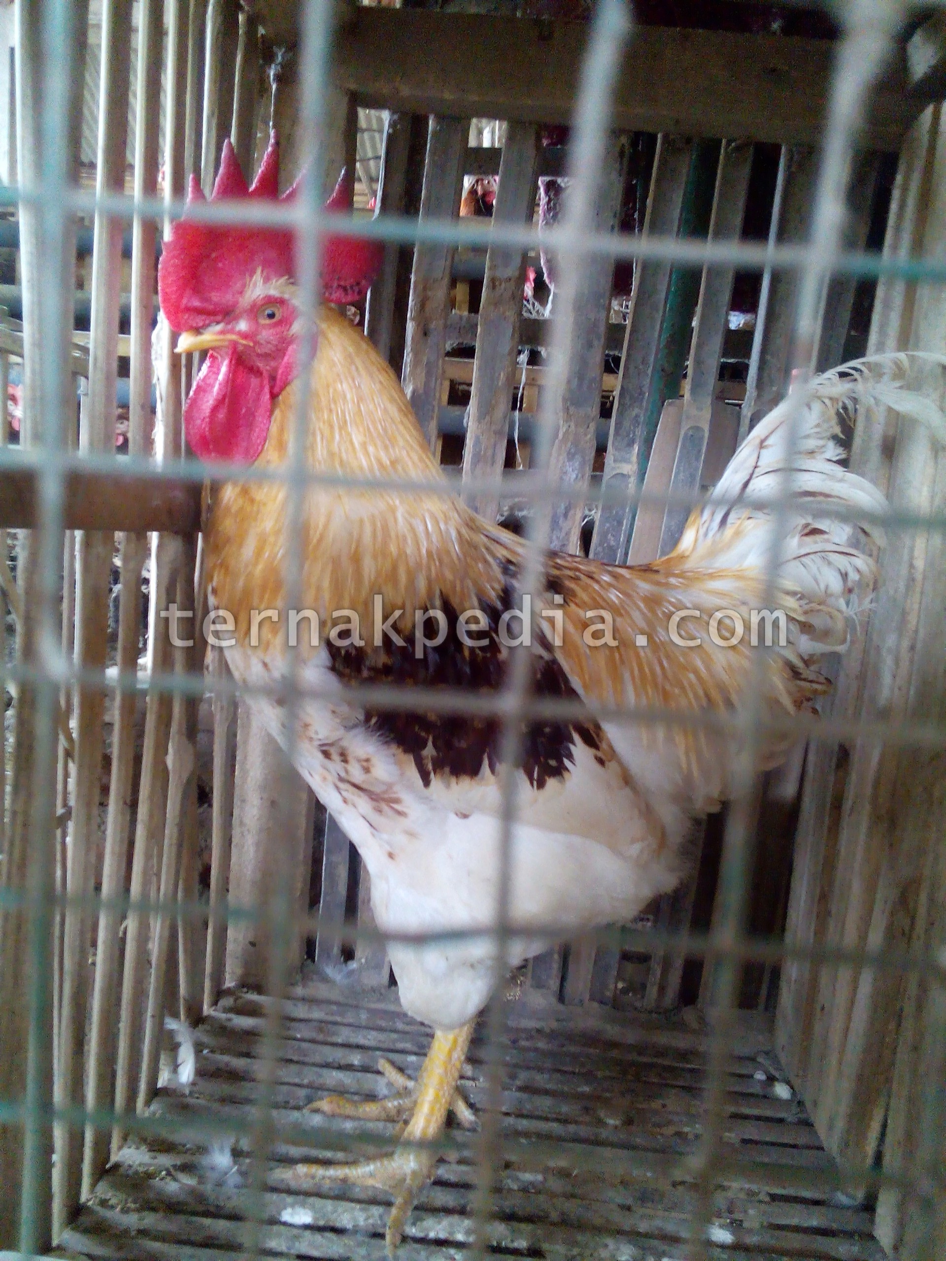 Memperoleh Ayam Jantan Saat Membeli Anakan Ayam Petelur Ternakpedia