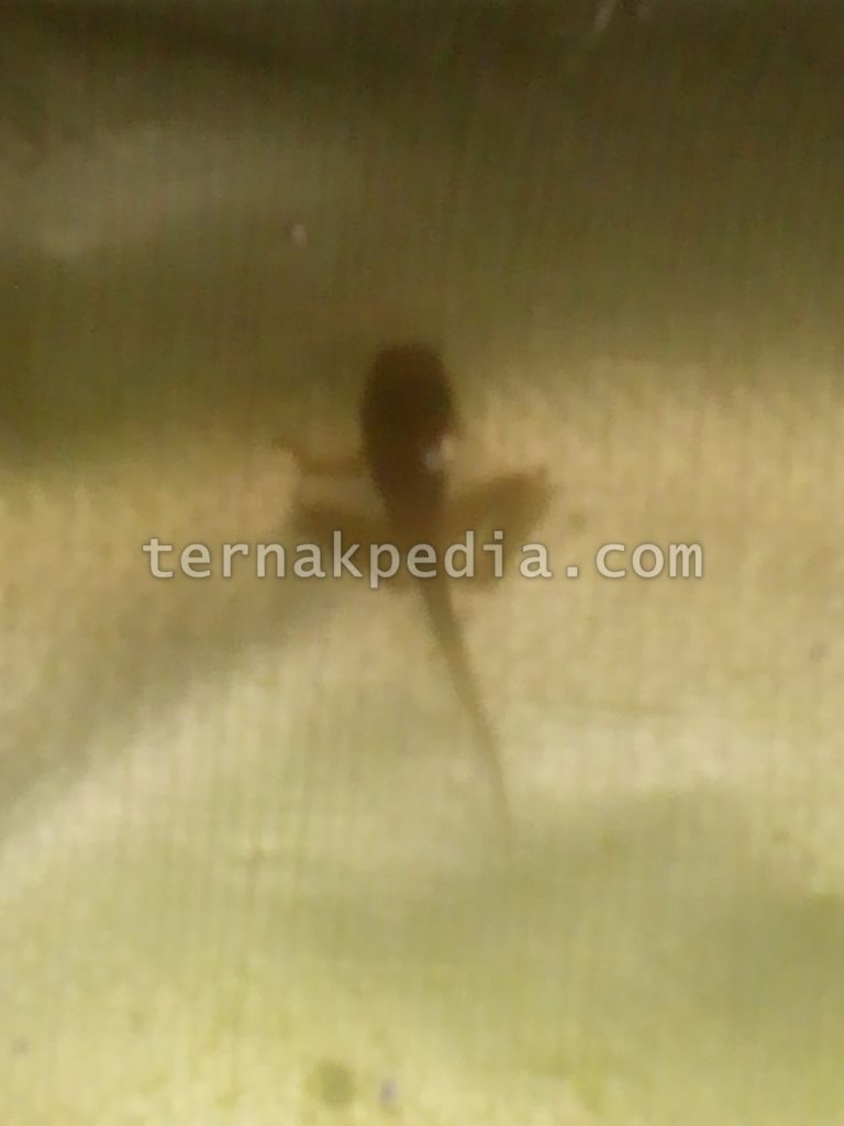 Pada Musim Kemarau Jumlah Serangan Katak Semakin Banyak 