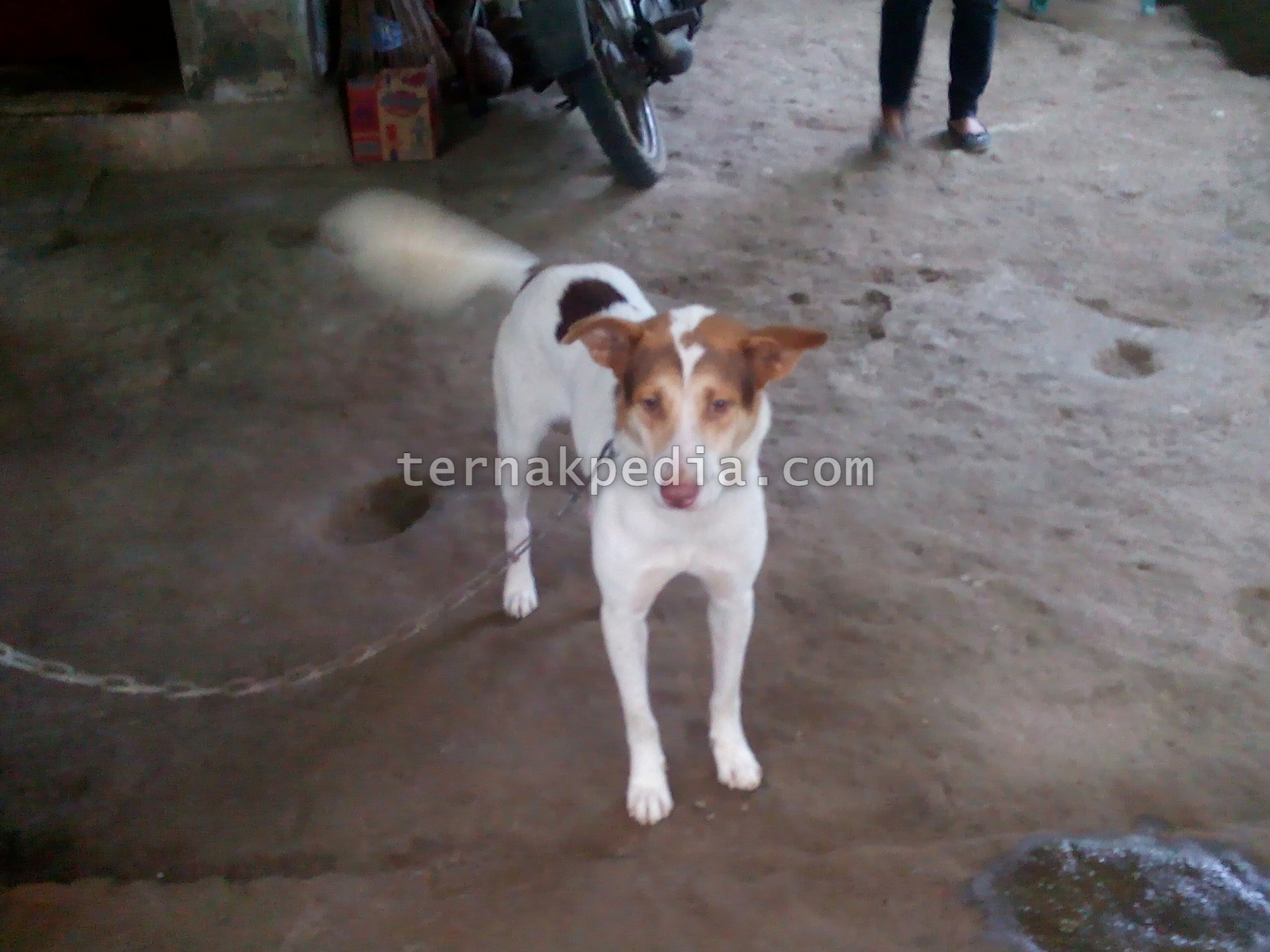 41+ Gambar anjing kampung jawa update