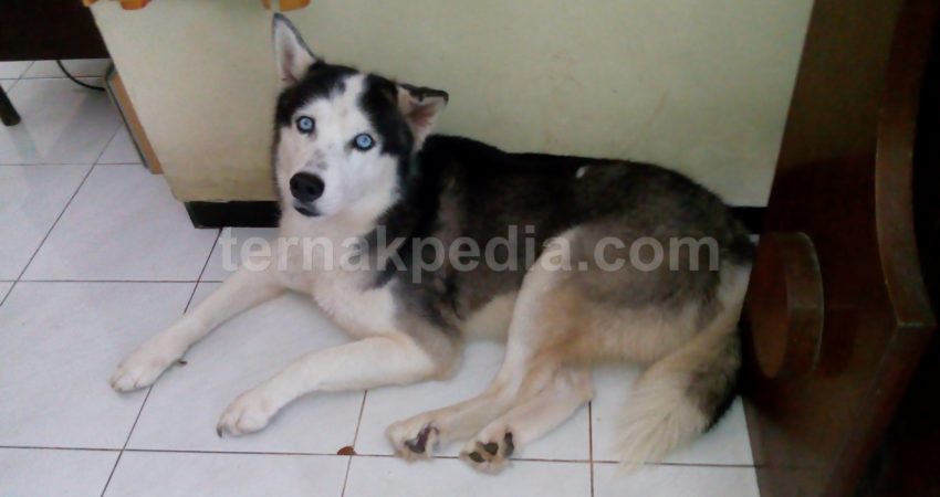 40++ Harga anjing hias new