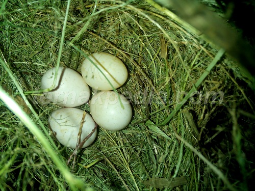 telur burung (1) - Ternakpedia